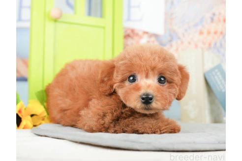 成約済の千葉県のトイプードル-377611の5枚目